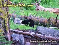 Sequoia National Park