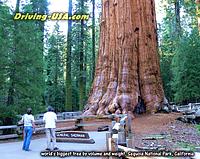 Sequoia National Park