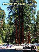 Sequoia National Park