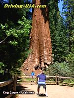 Sequoia National Park