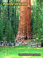 Sequoia National Park