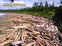 Vancouver Island - beach covered with wood