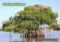 mangrove tree