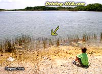 little boy and alligator observing each other