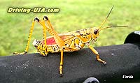 Grashopper (very close)