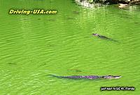 Alligators at a green pool