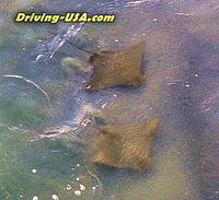 Stingrays