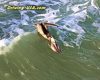 Surfing Pelican