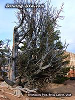 1600 year old tree