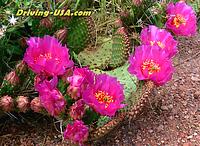 flowering cactus